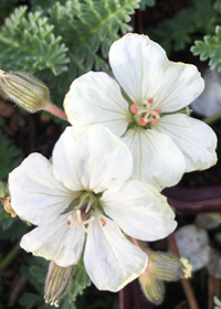 Erodium chrysanthum 